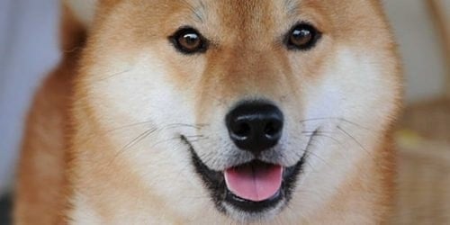 Lượng tiền chuyển từ Dogecoin trên Cash2VN đã tăng hơn gấp đôi trong quý vừa qua.