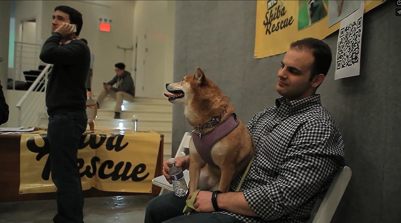 Shiba Inu dog at Doge Party 2014 in New York City