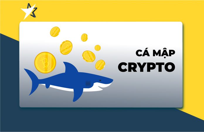hieu-ve-ca-map-trong-thi-truong-cryptocurrency Hiểu về cá mập trong thị trường cryptocurrency