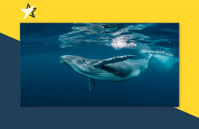 ca-map-chuyen-740-bitcoin-26-trieu-do-la Cá mập chuyển 740 Bitcoin trị giá 26 triệu đô la