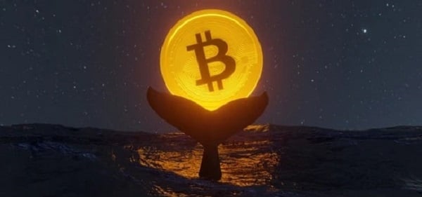 Phát hiện ra động thái của cá voi Bitcoin có thể hỗ trợ cho chiến lược đầu tư của bạn