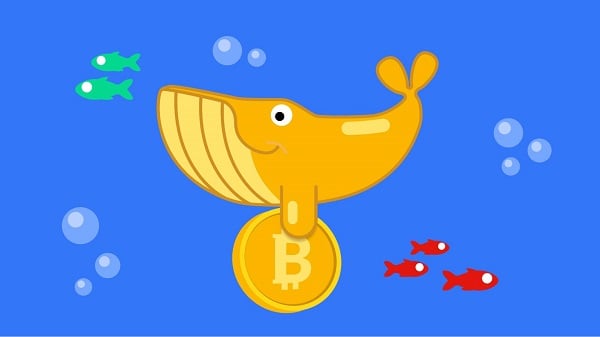 Cá voi Bitcoin là gì? Làm sao để nhận biết nhà đầu tư lớn trong thị trường tiền điện tử?